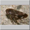 Aphrophora alni - Erlenschaumzikade 06b.jpg